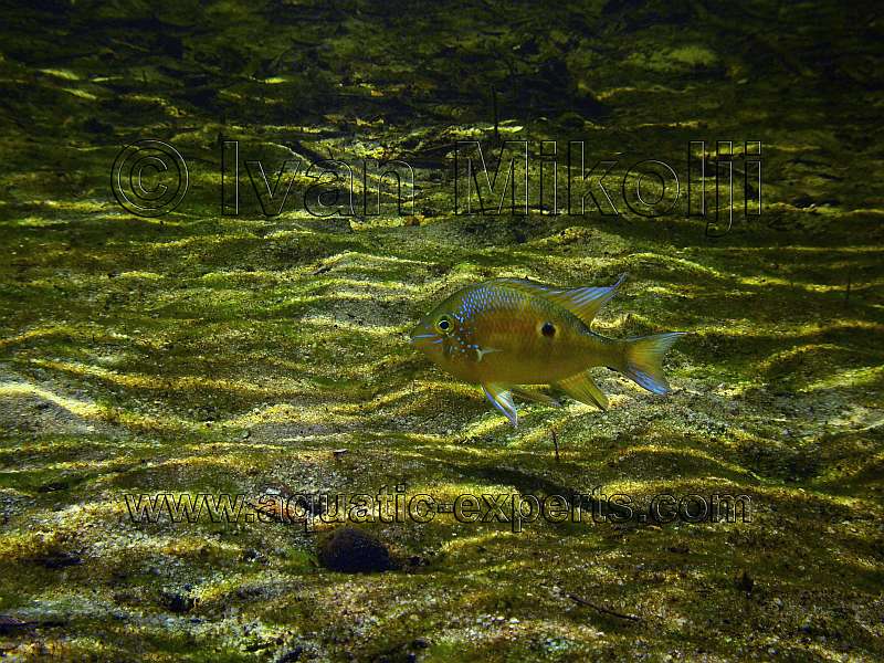 fish documentaries